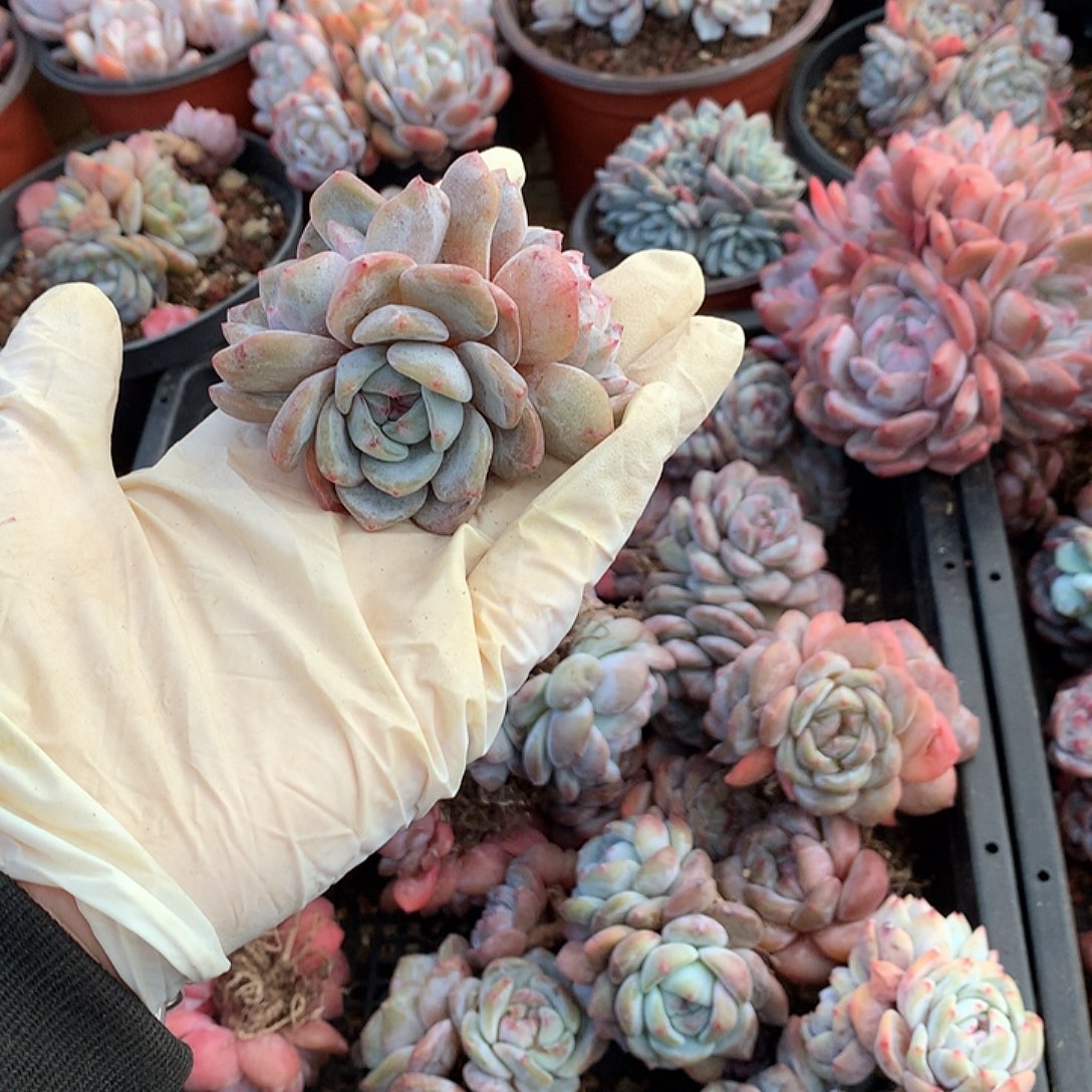 星影多肉哈哈哈哈哈哈