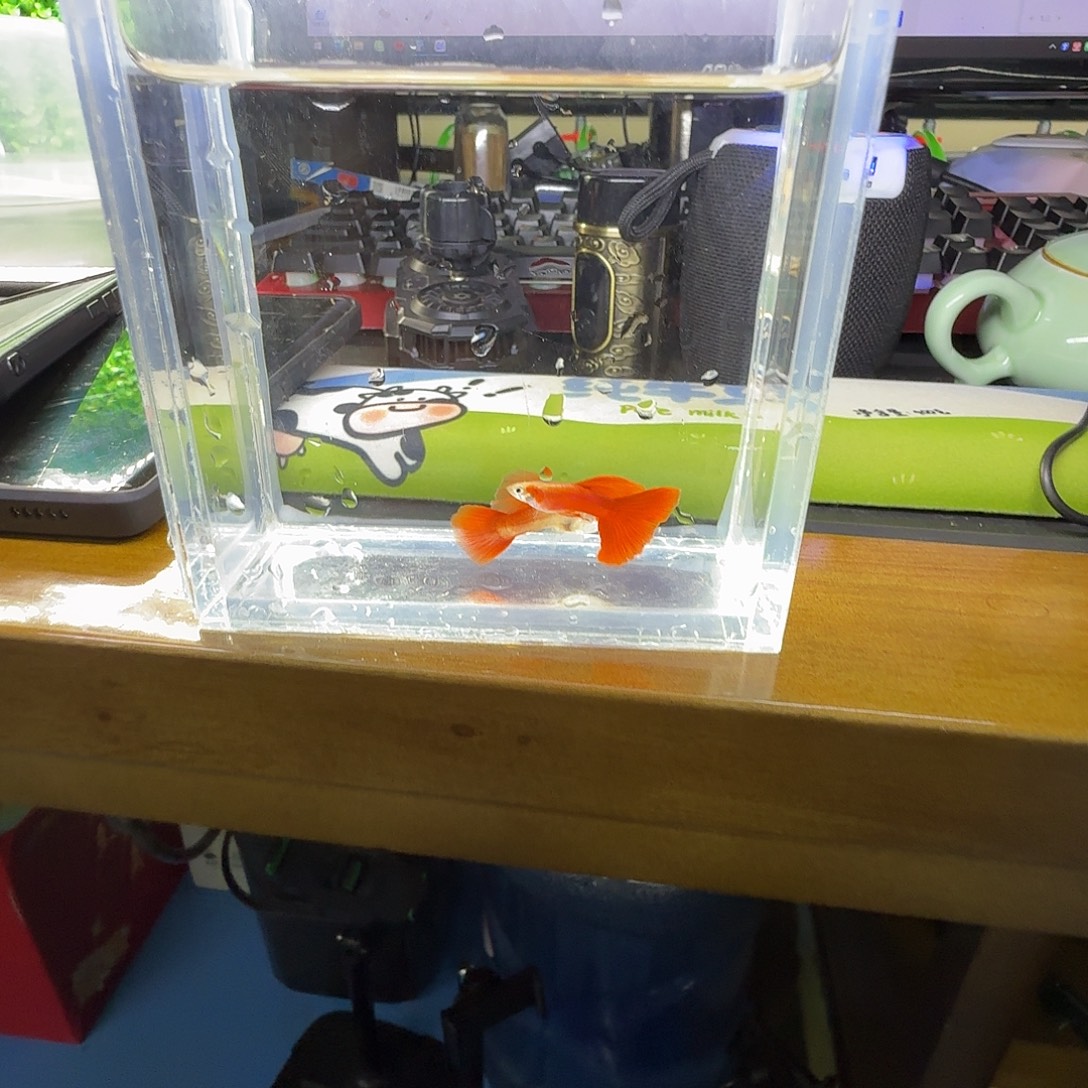 郭***熊孔雀鱼全红三角尾一对