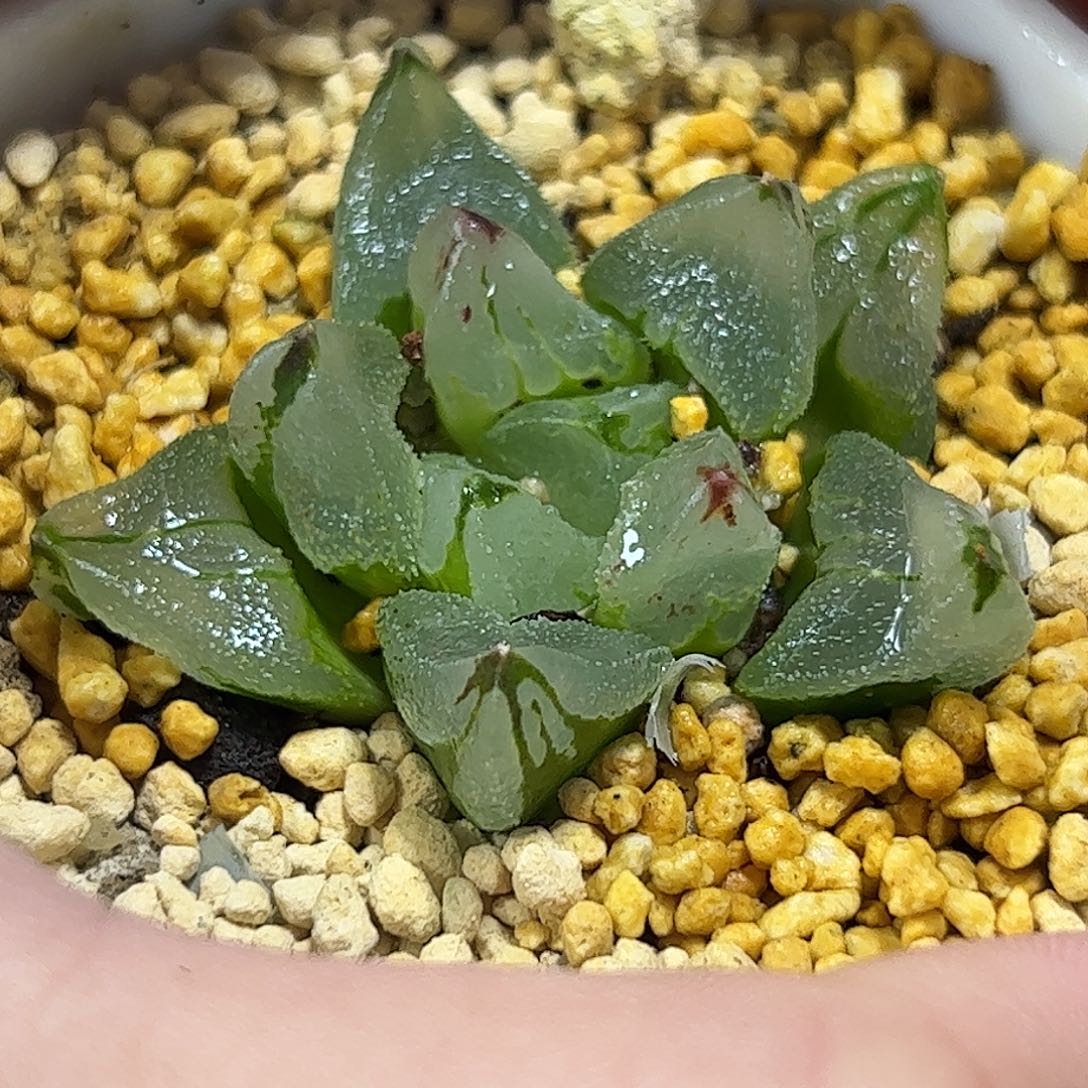 冰城变异十二卷多肉植物