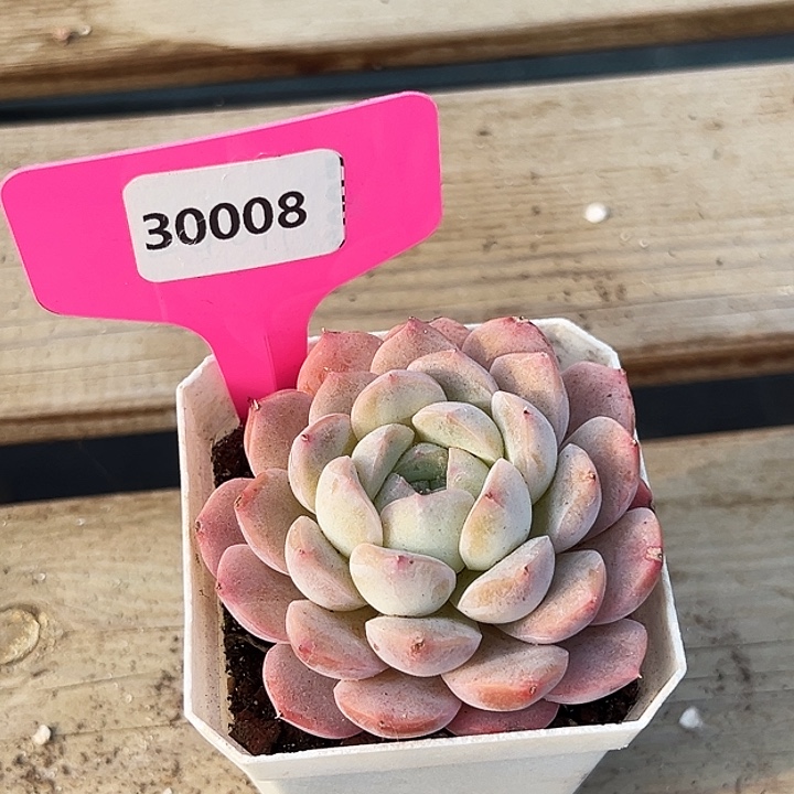 糖心。    30008号。  