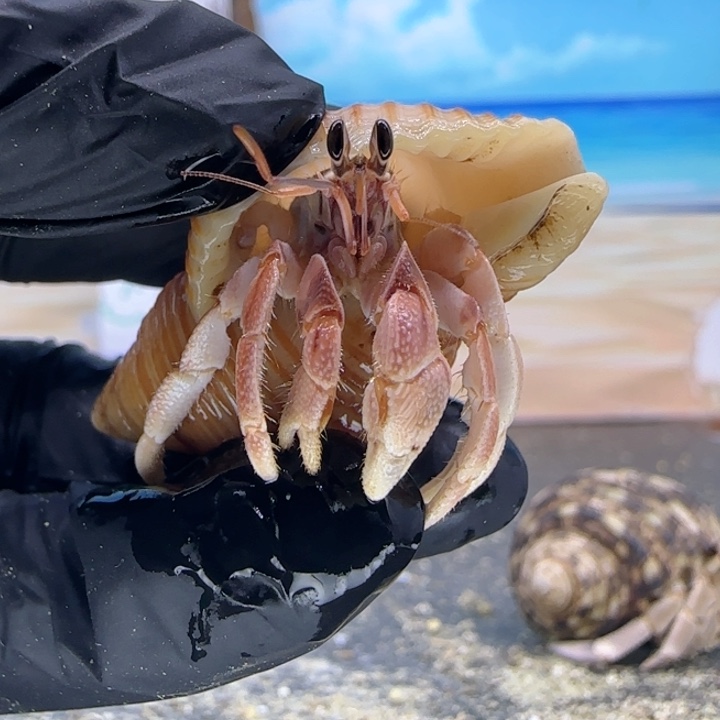 A21-1.5口西柚粉灰白