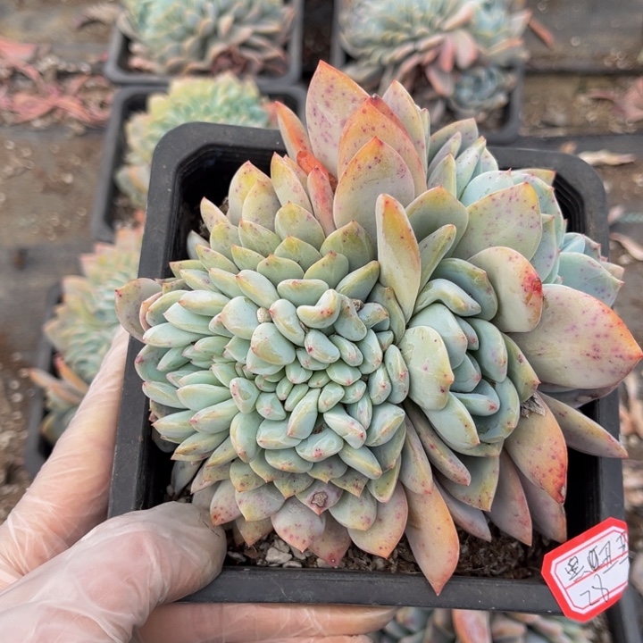 黑*丑橙梦露小缀一颗