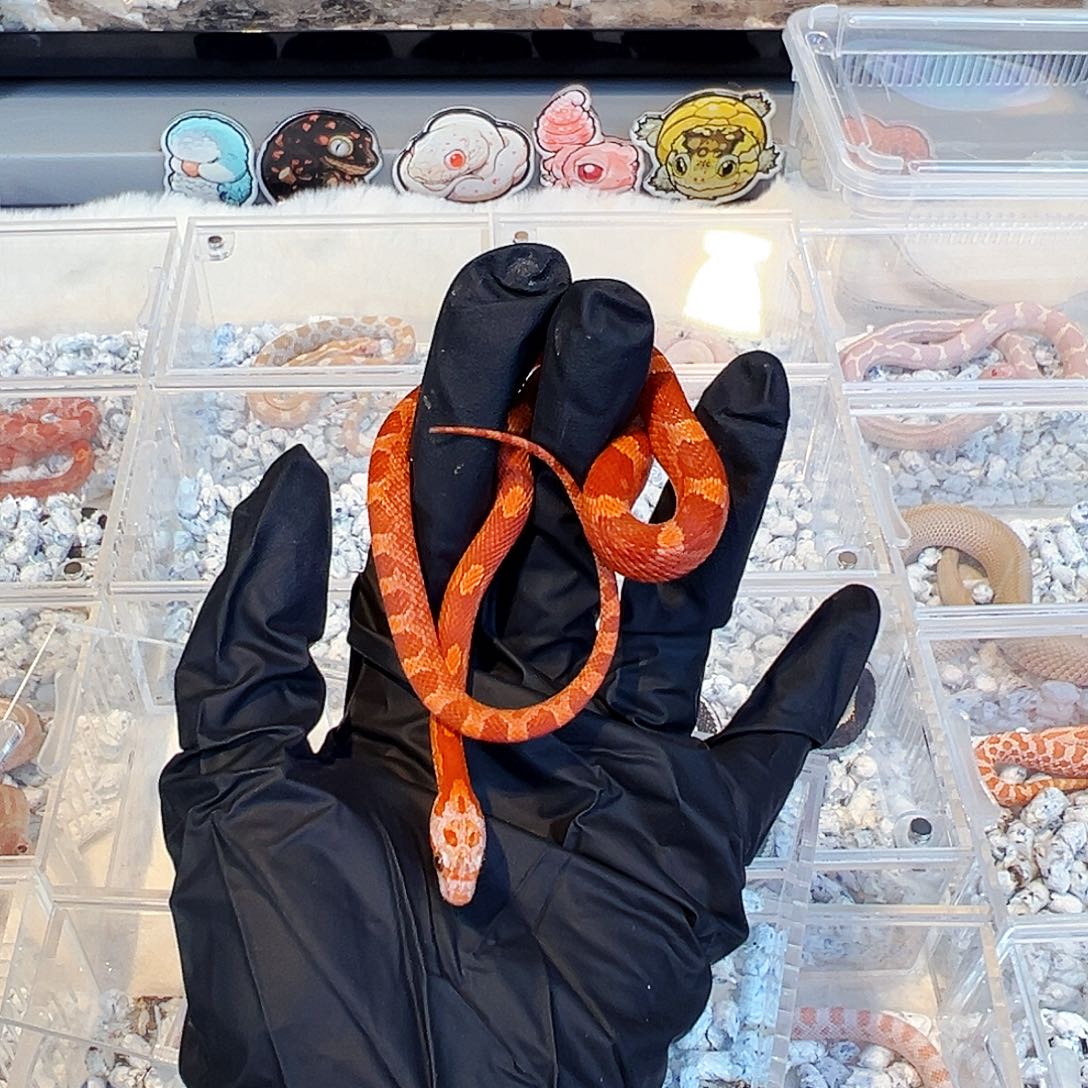 跳蛛宠物蛇一图一物温顺