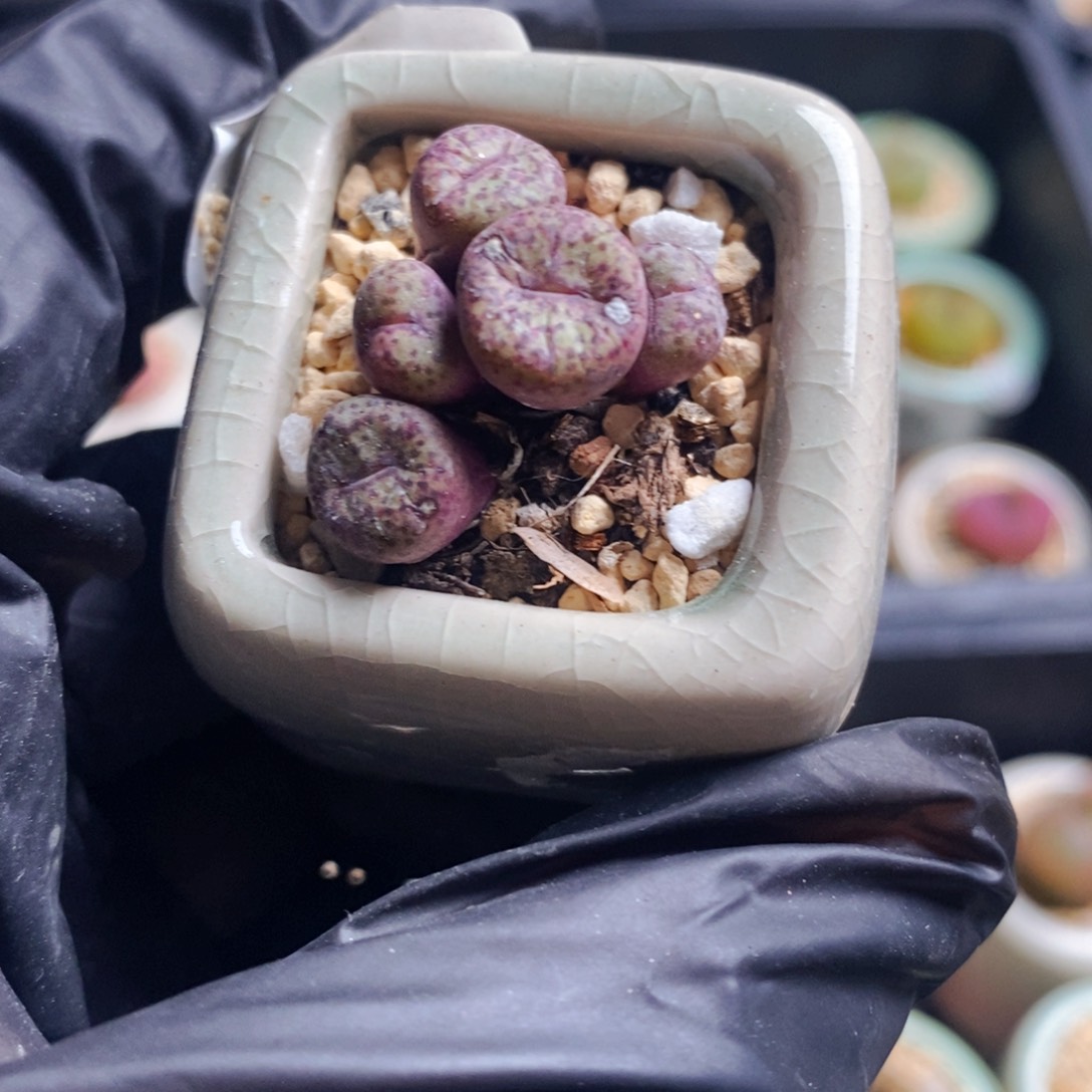 2065-一物一拍 带盆