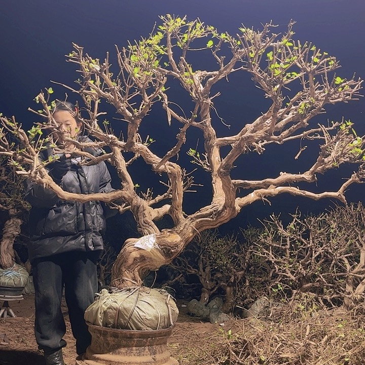 无花朵金银花老桩6666