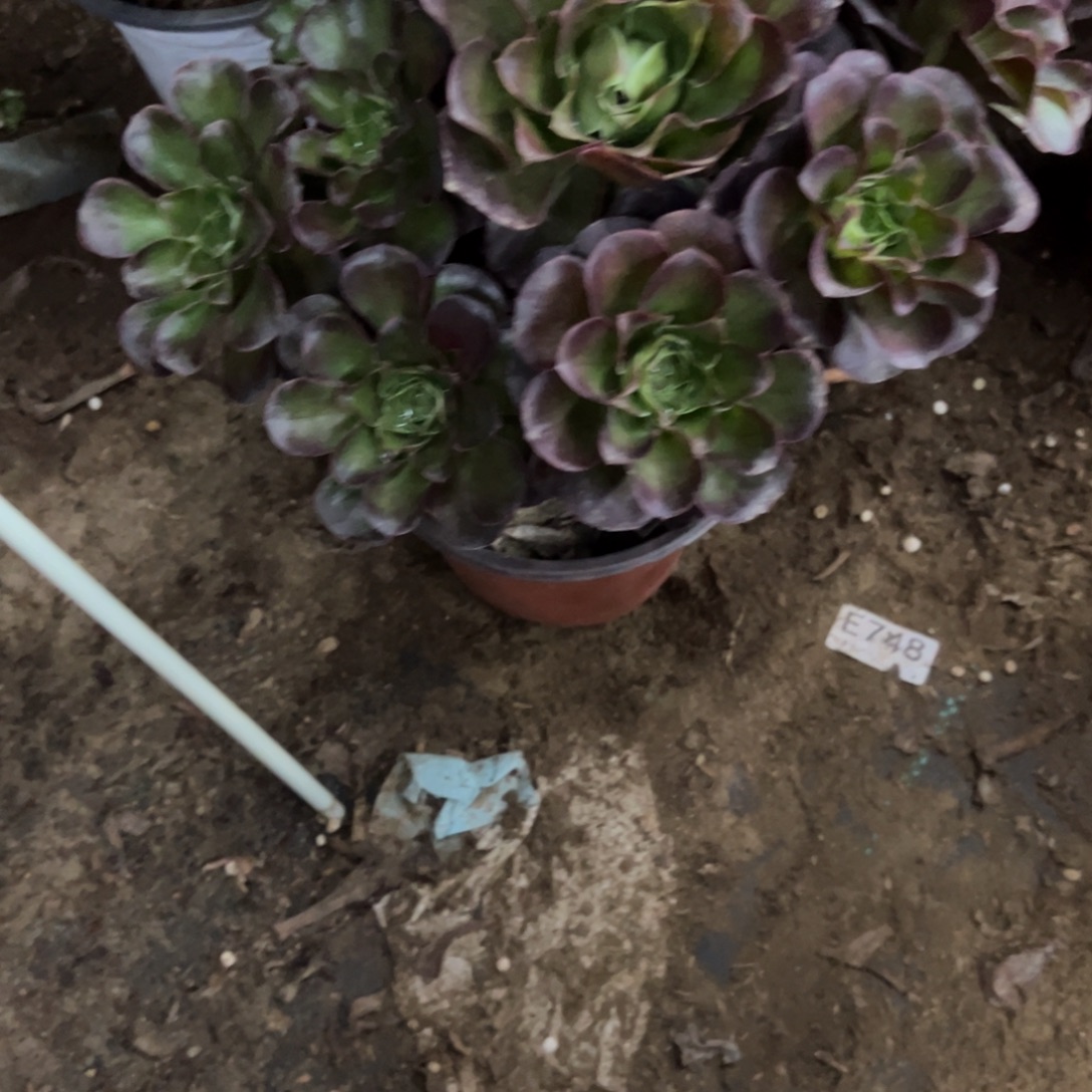 663玫金玫瑰多肉植物