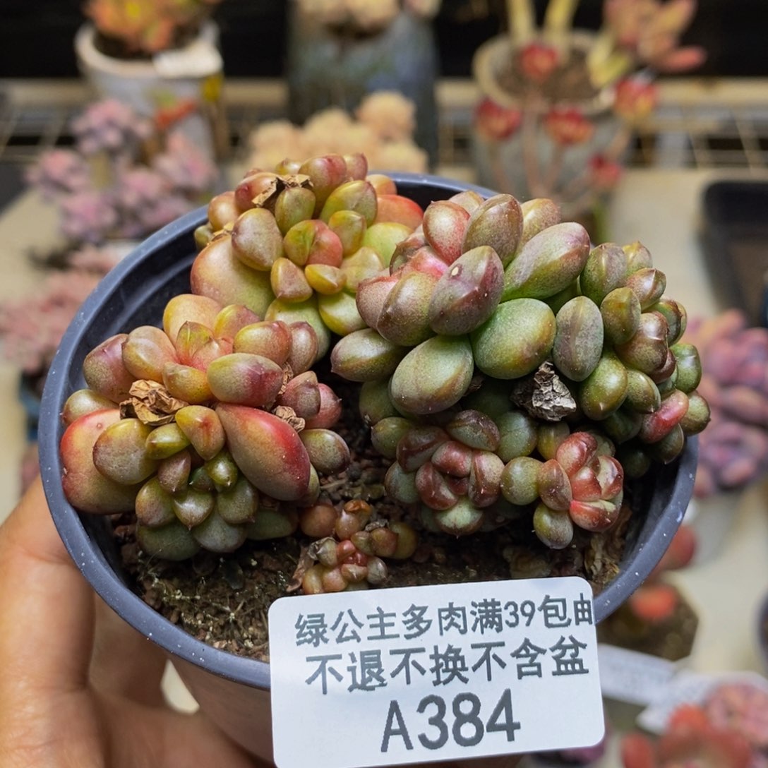 384黑水晶葡萄多肉有砍