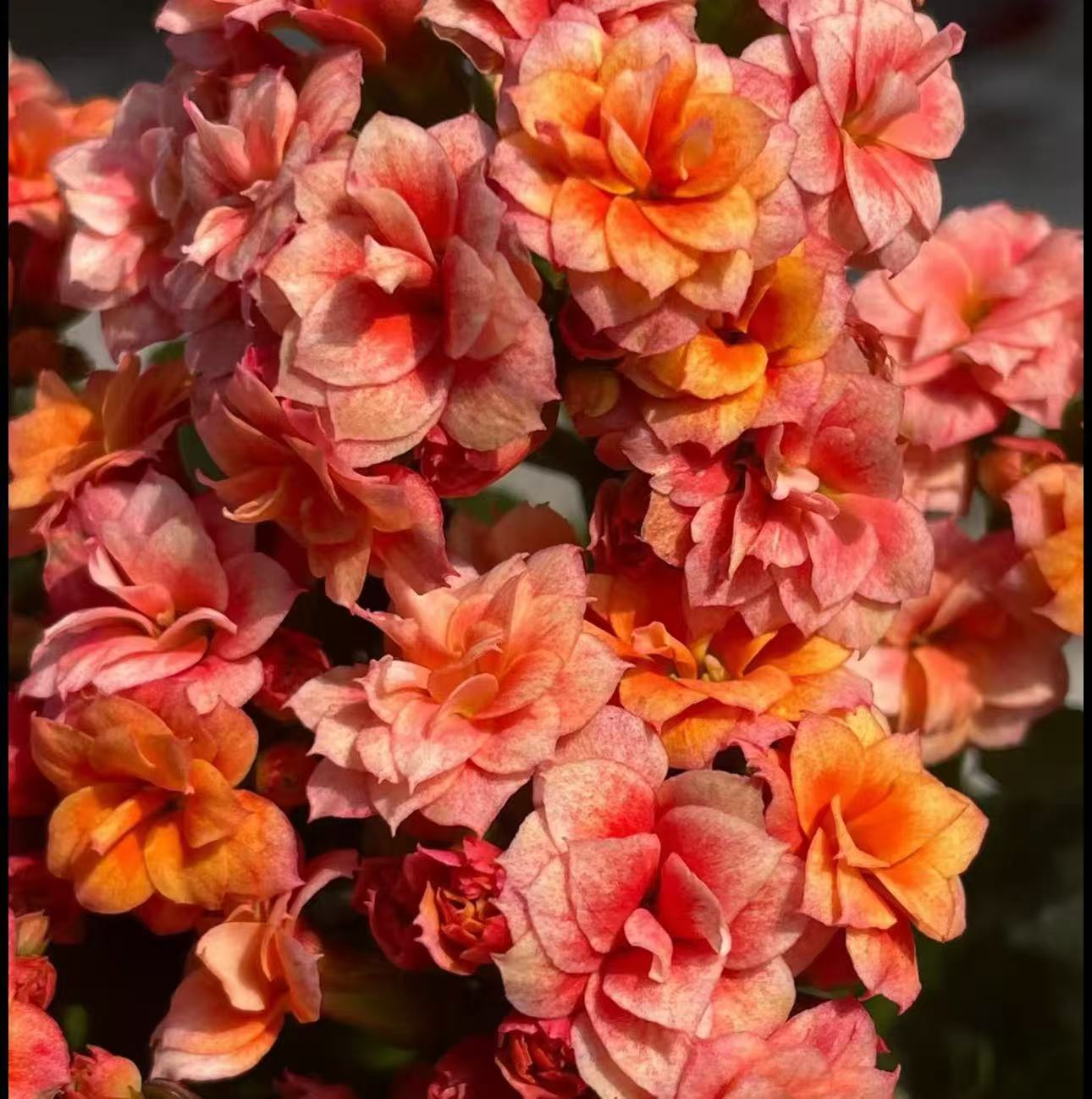 【李先生】烟花~长寿花室内盆栽四季开花植物