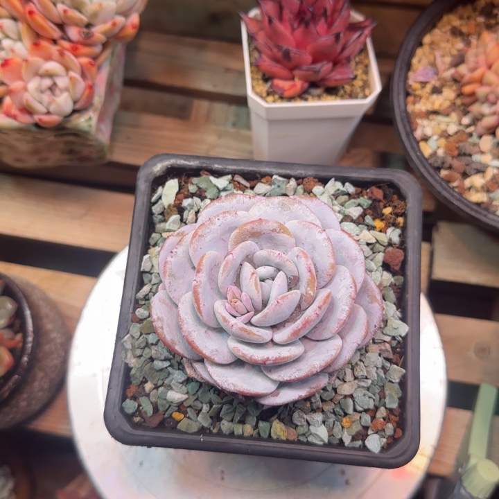 雪莲多肉q z z z