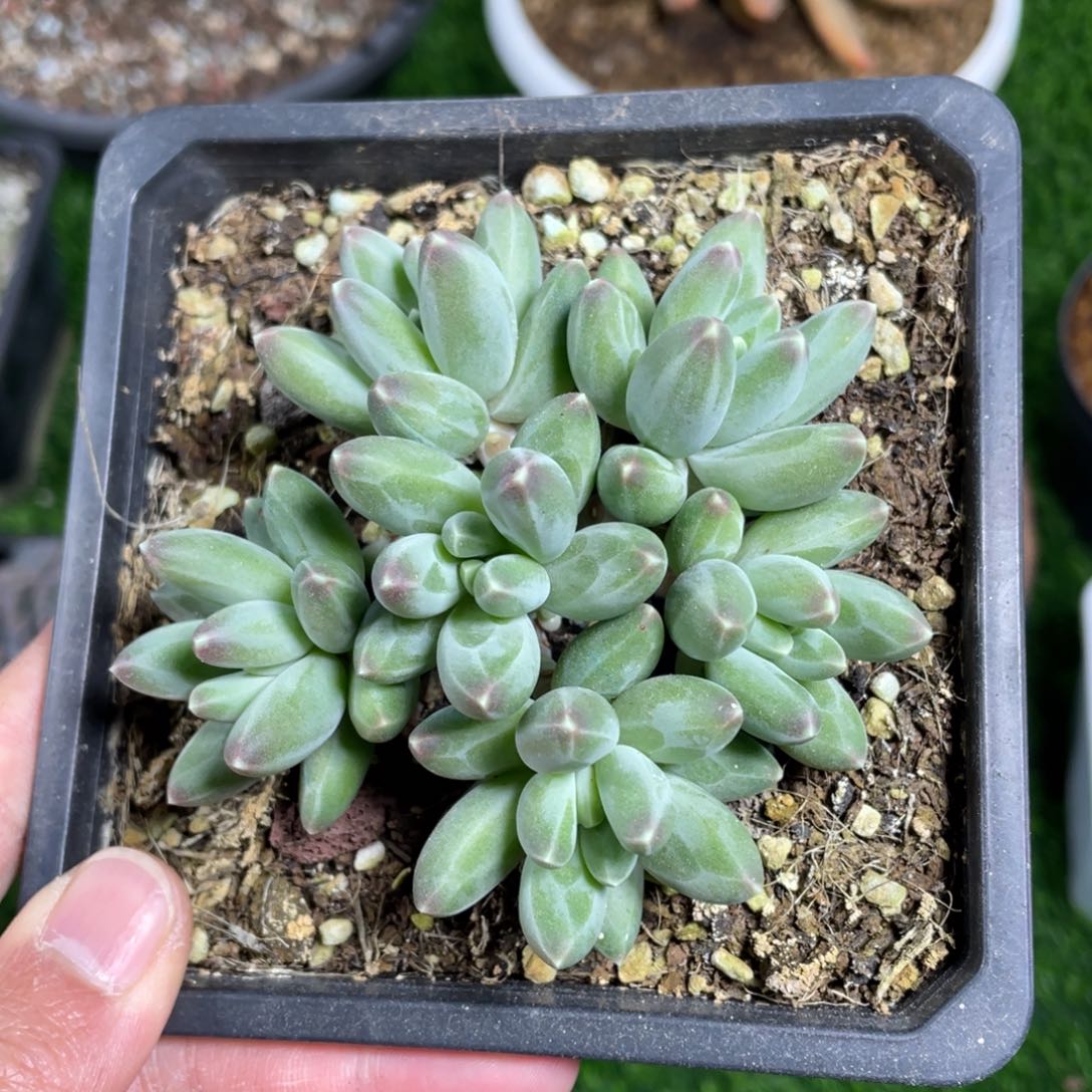 伊卡鲁斯多肉植物