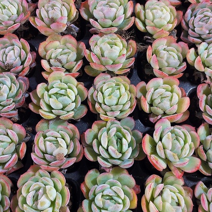 小贝瑞1元带土发货