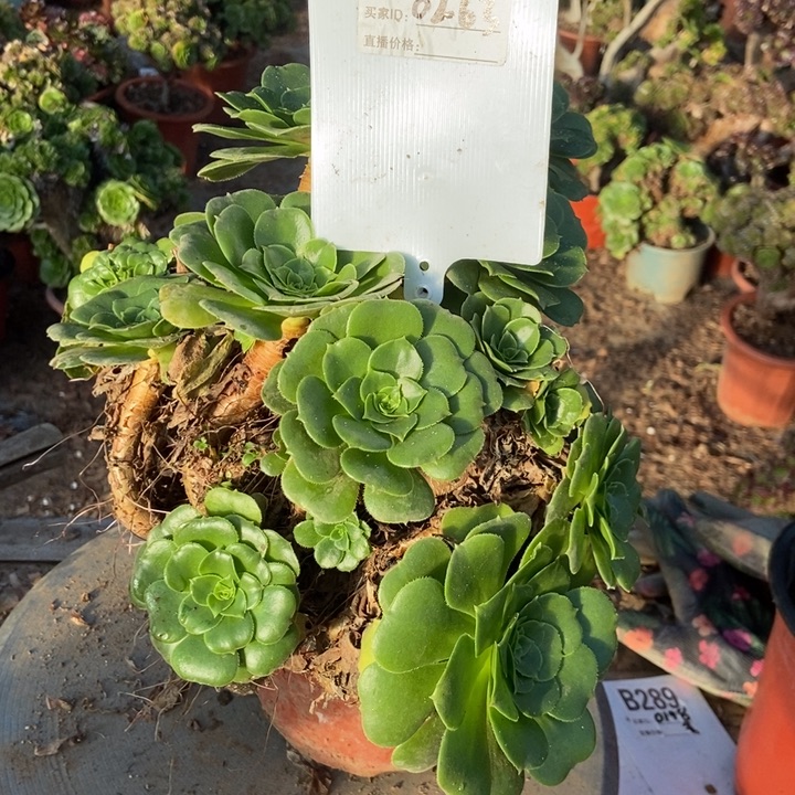 B139绿羊绒绿羊绒