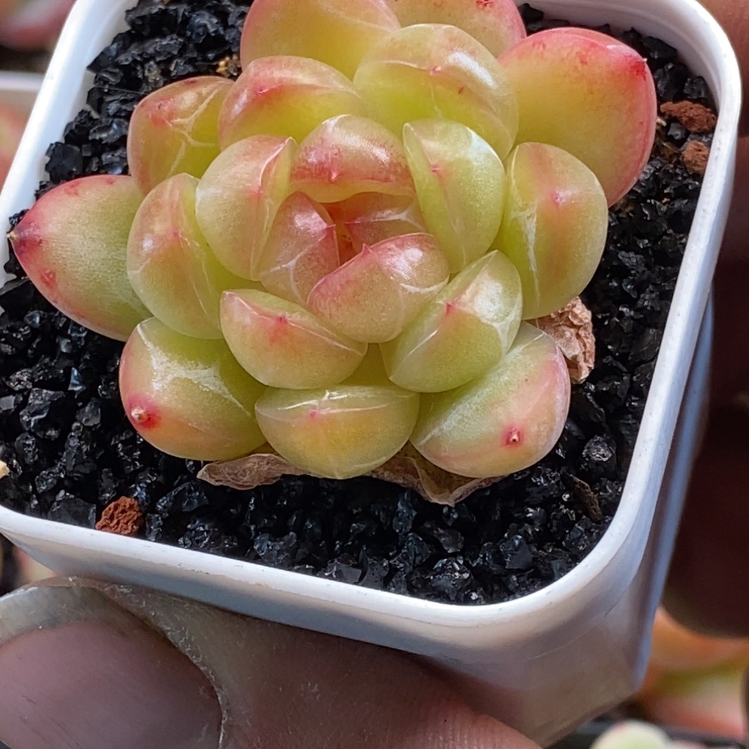 天官赐福百无禁忌