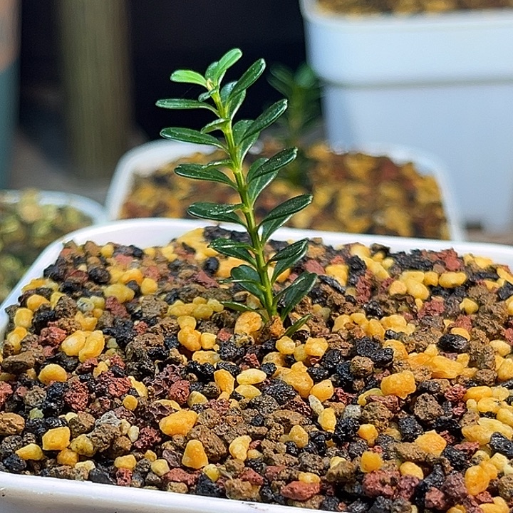 温***，无花朵凤米黄杨一物一拍