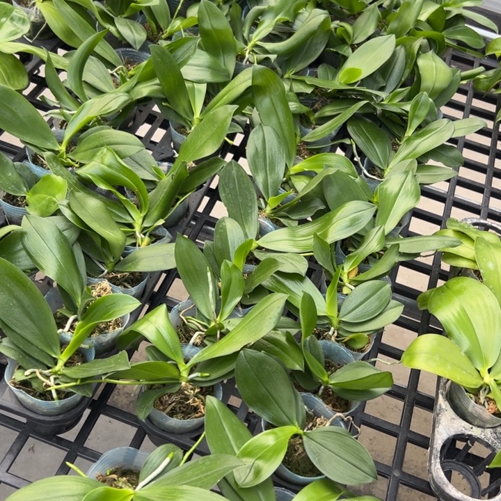 不开花植物蓝盾X柠宁2.5