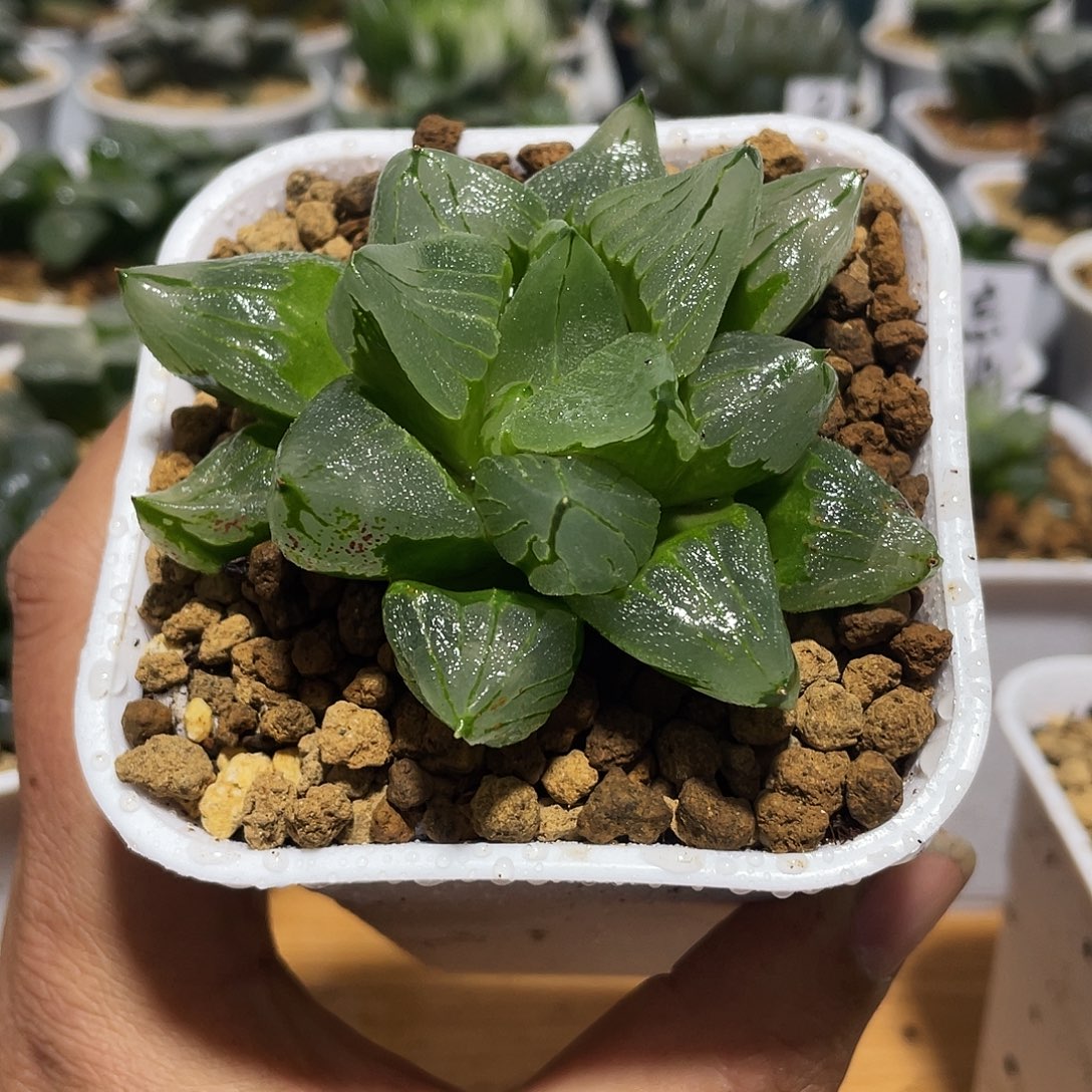 万象盆正版冰城寿