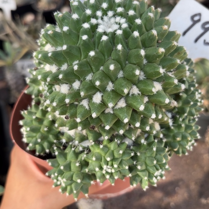 995实生雪糕好养皮实