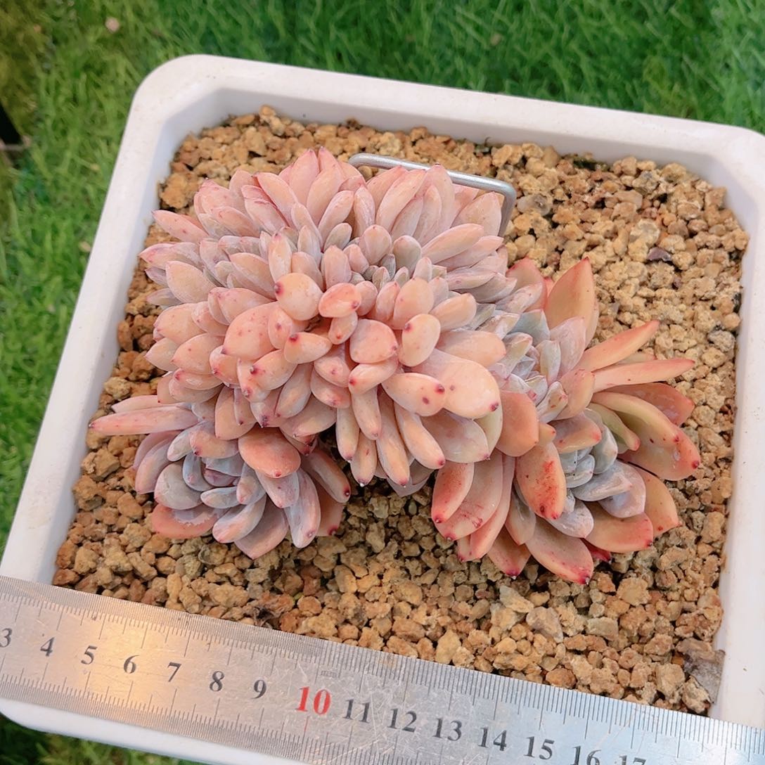 星影橙缀化精品多肉