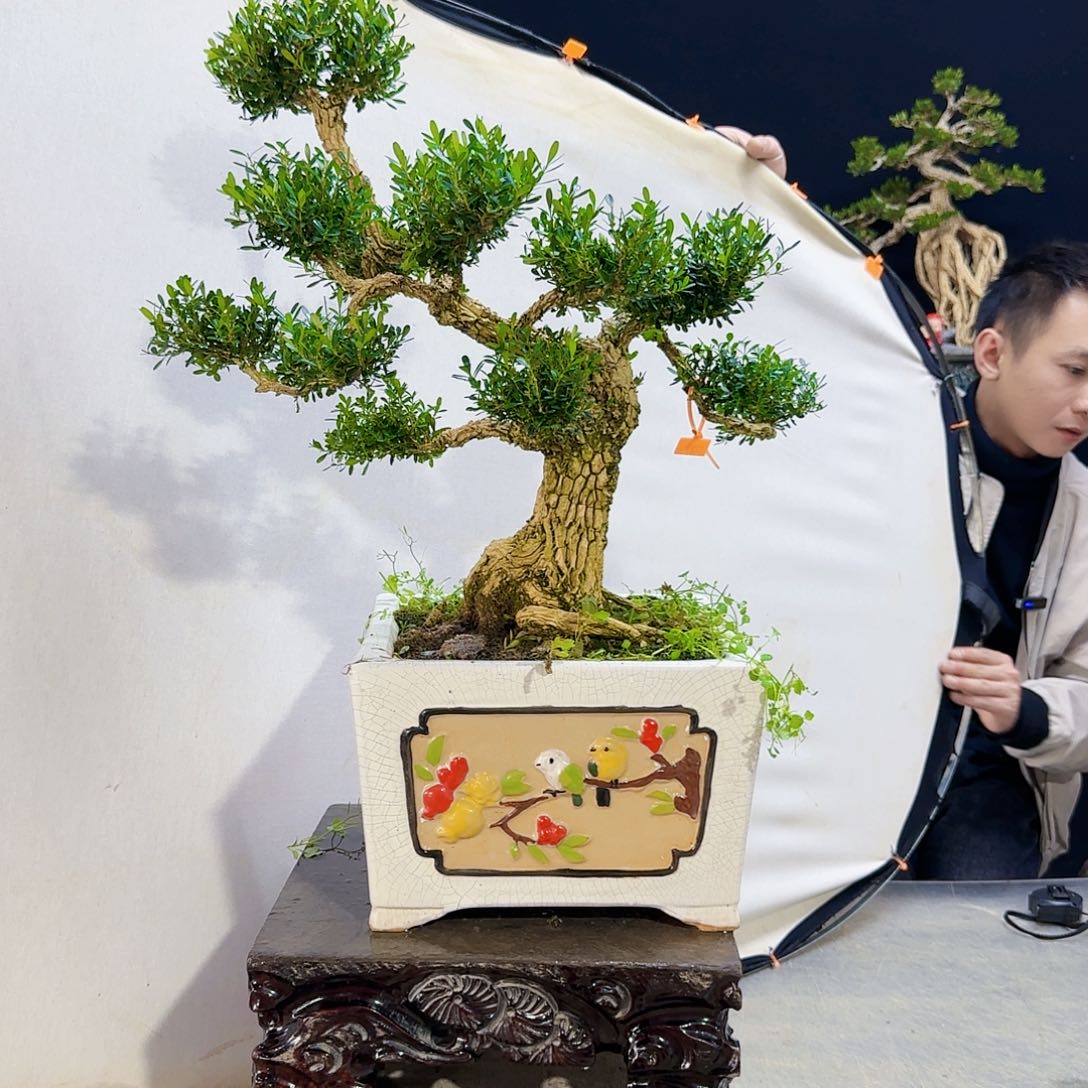 高端盆景艺术作品