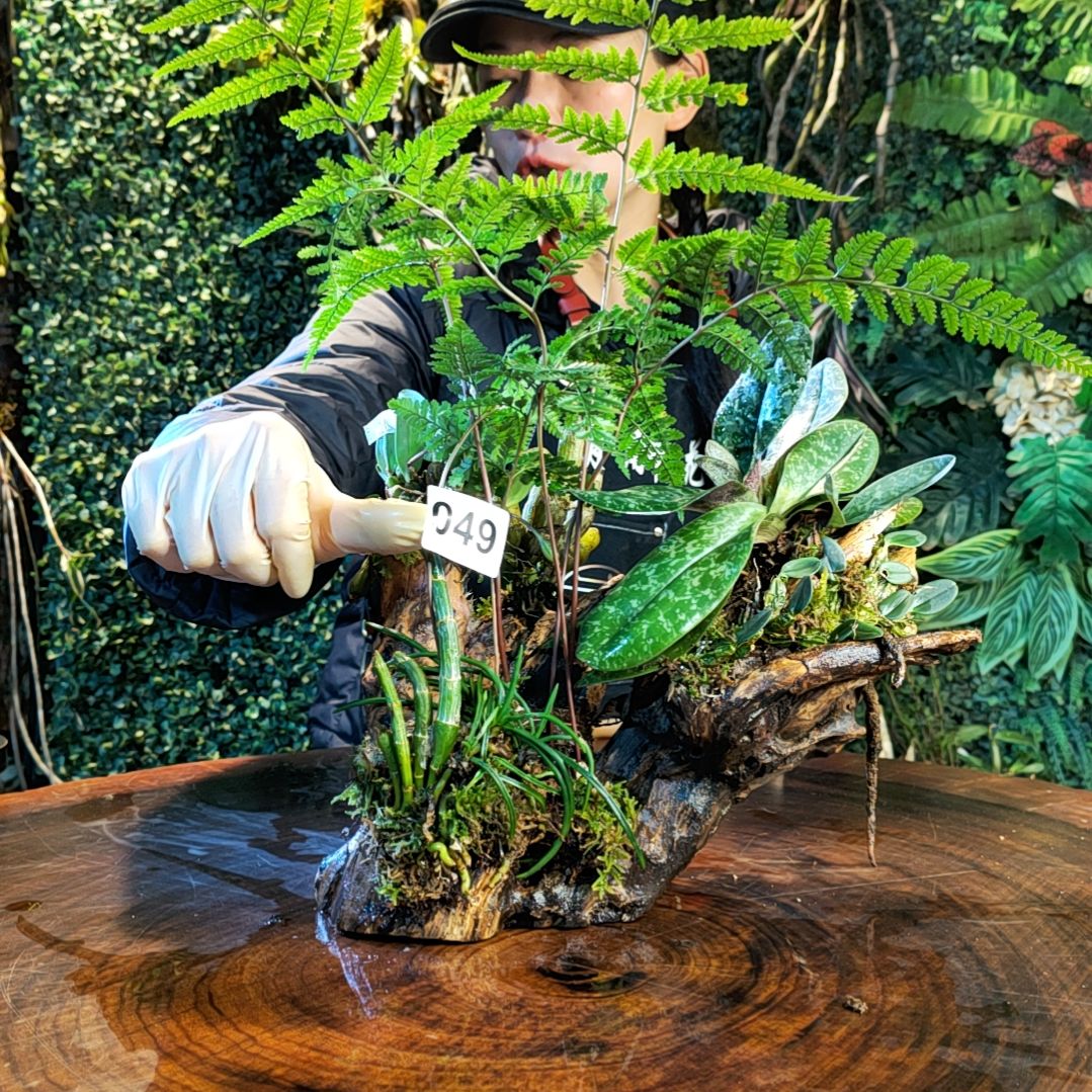 【闪购商品】049组合花（8个品种）