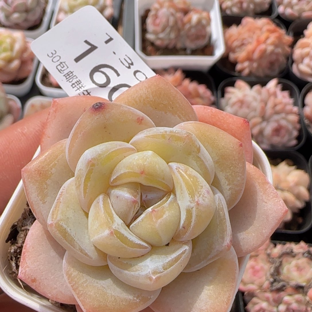 雪瓷单头一颗脱土发货