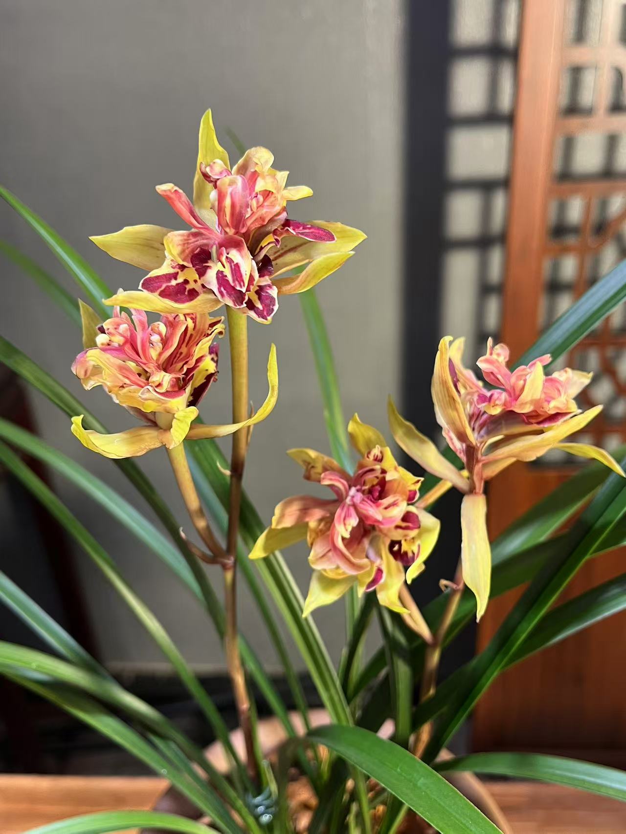 【寒兰彩蝶】细叶寒兰 鸿运牡丹花型 浓香型奇花 花期半年