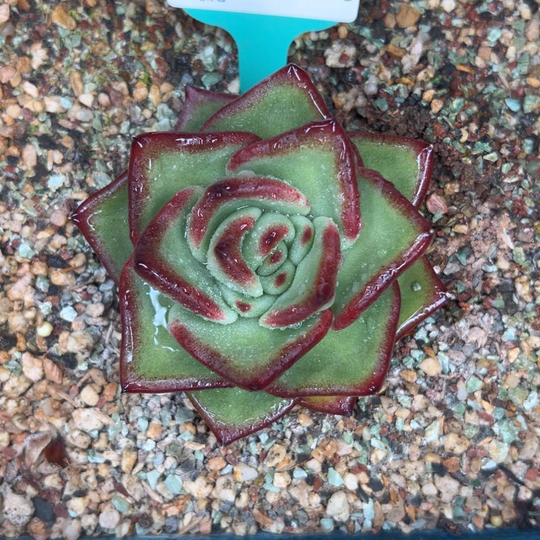 多肉精选编号0116.366