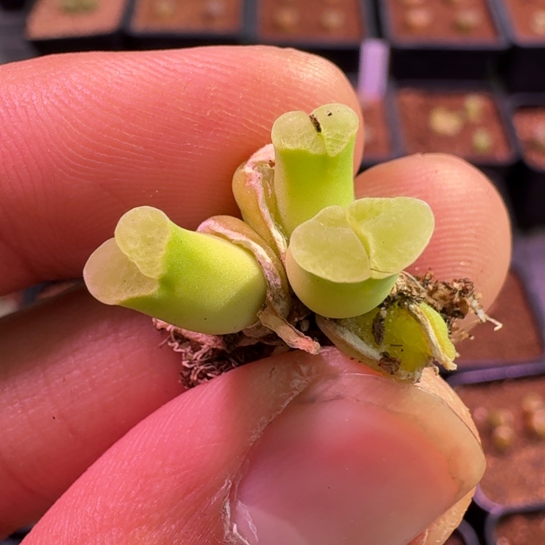 云缦精品番杏11.10天鹅绒