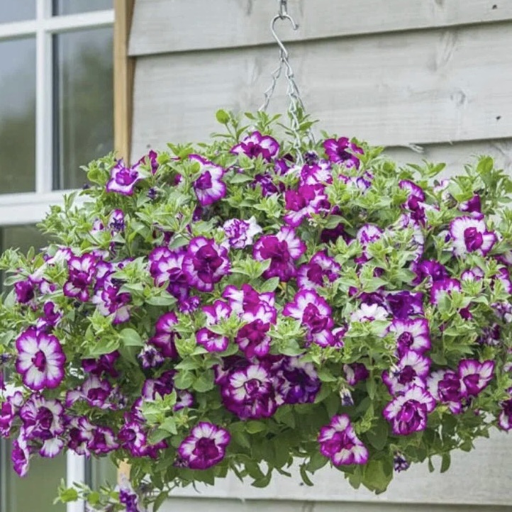 紫边矮牵牛重瓣丛生盆栽庭院阳台爆花强花卉新手易养护