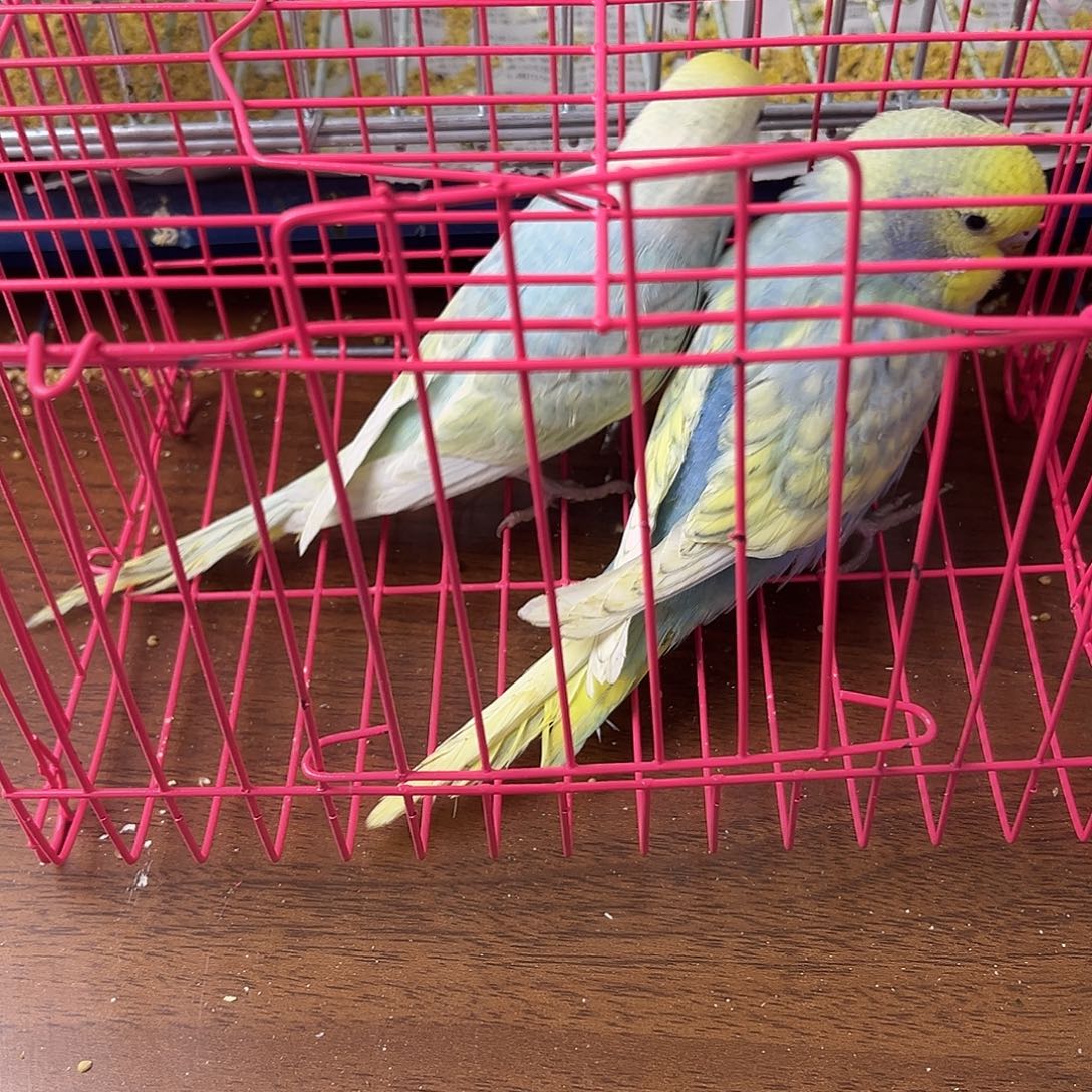虎皮鹦鹉金彩鹦鹉
