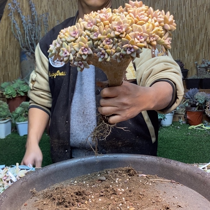 心***始416 号淡雪多肉植物