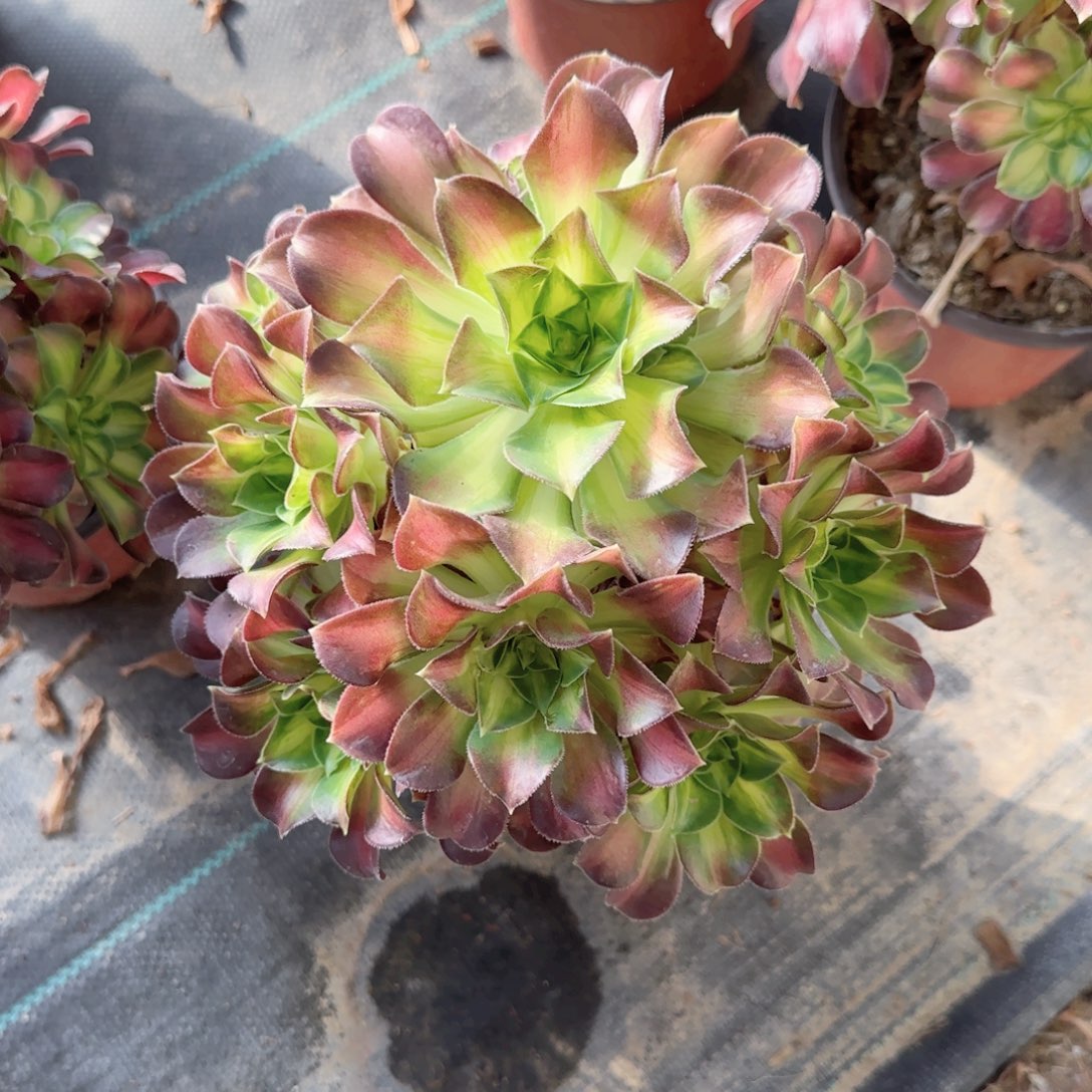 无花朵韶华中号手捧