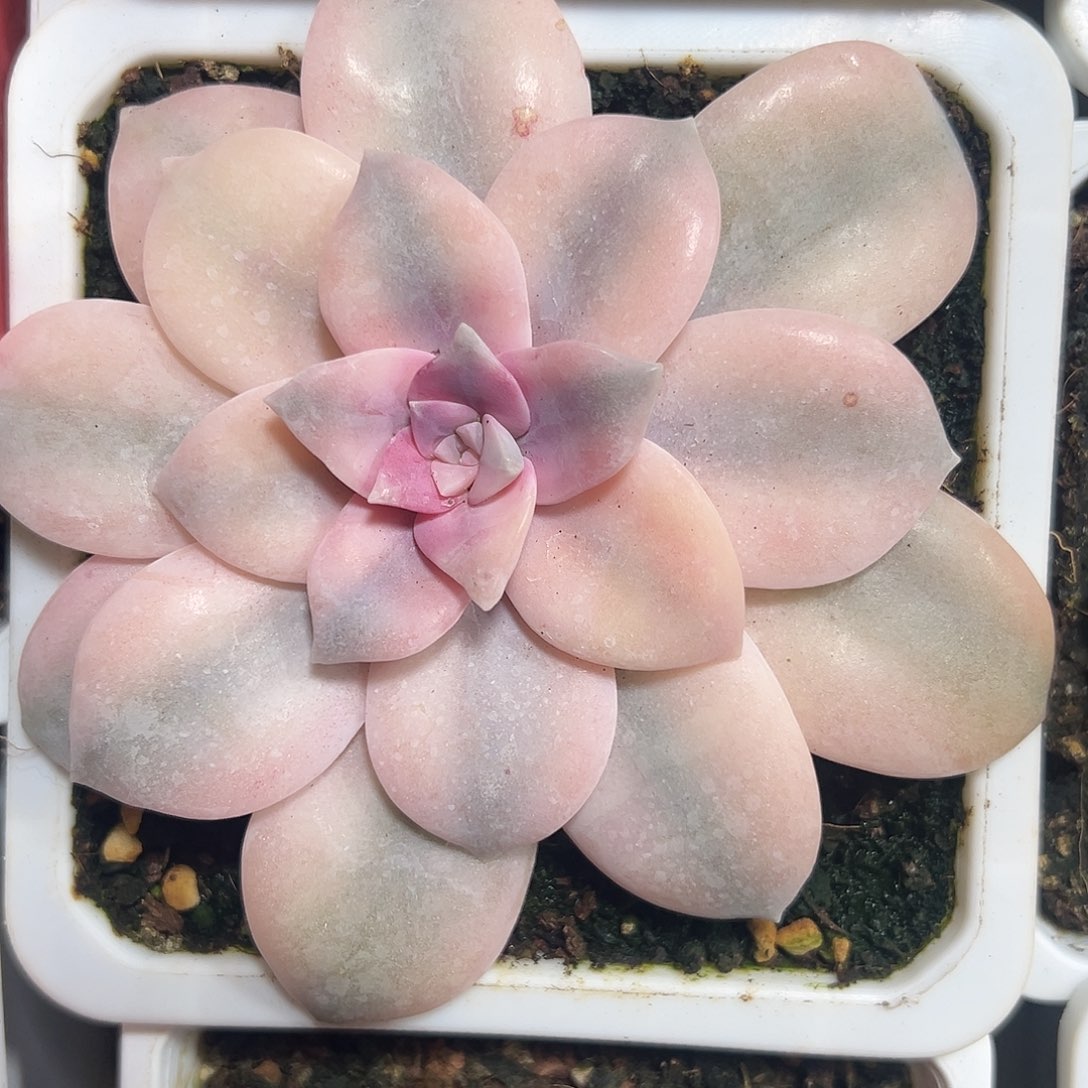 满38包邮法丽风车锦