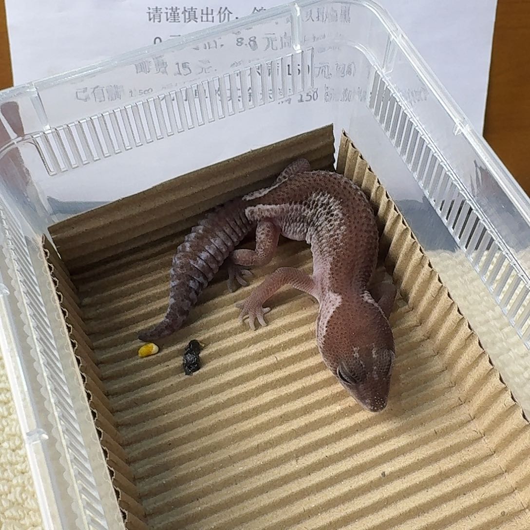 肥尾守宫奥利奥无纹 妹妹