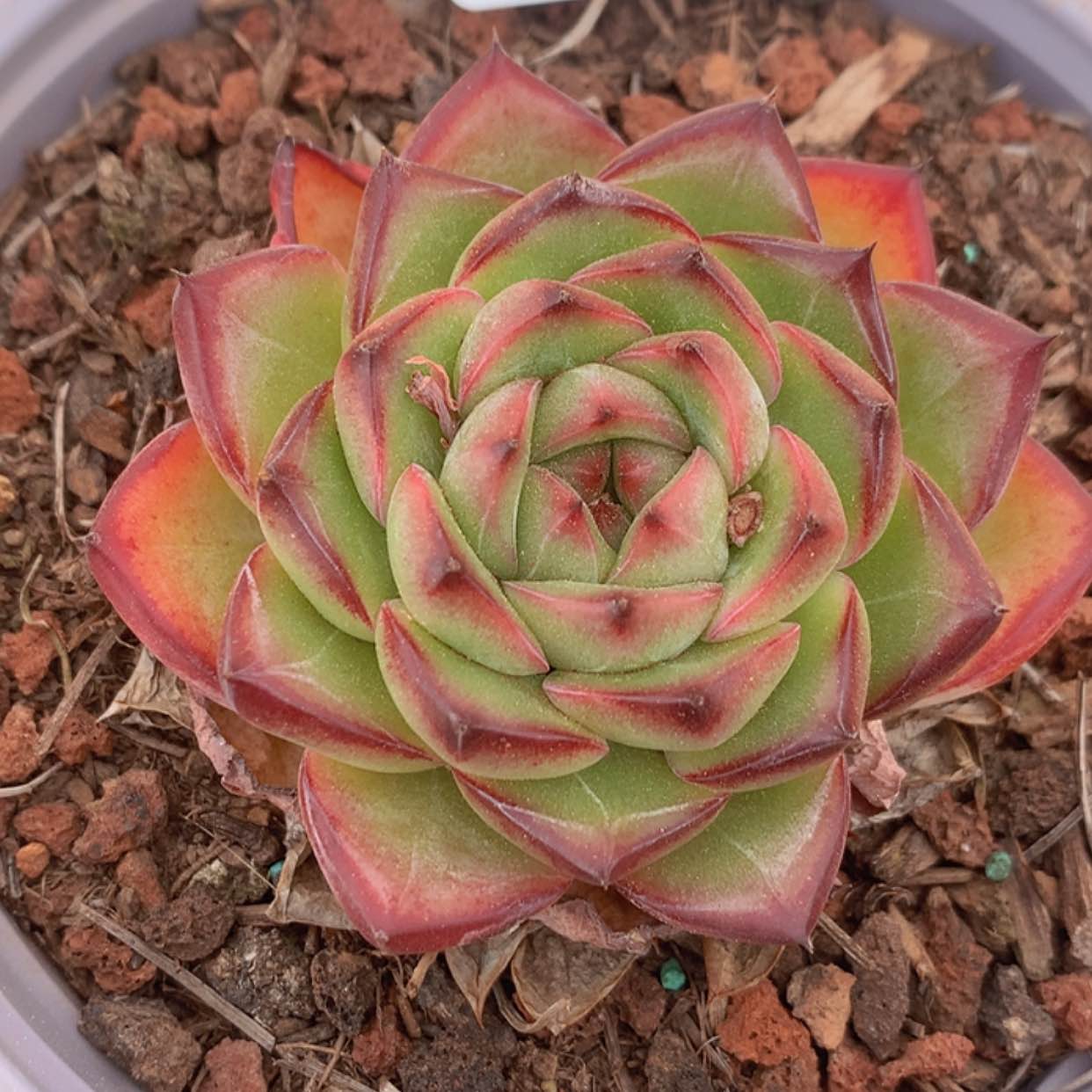 【闪购商品】云334