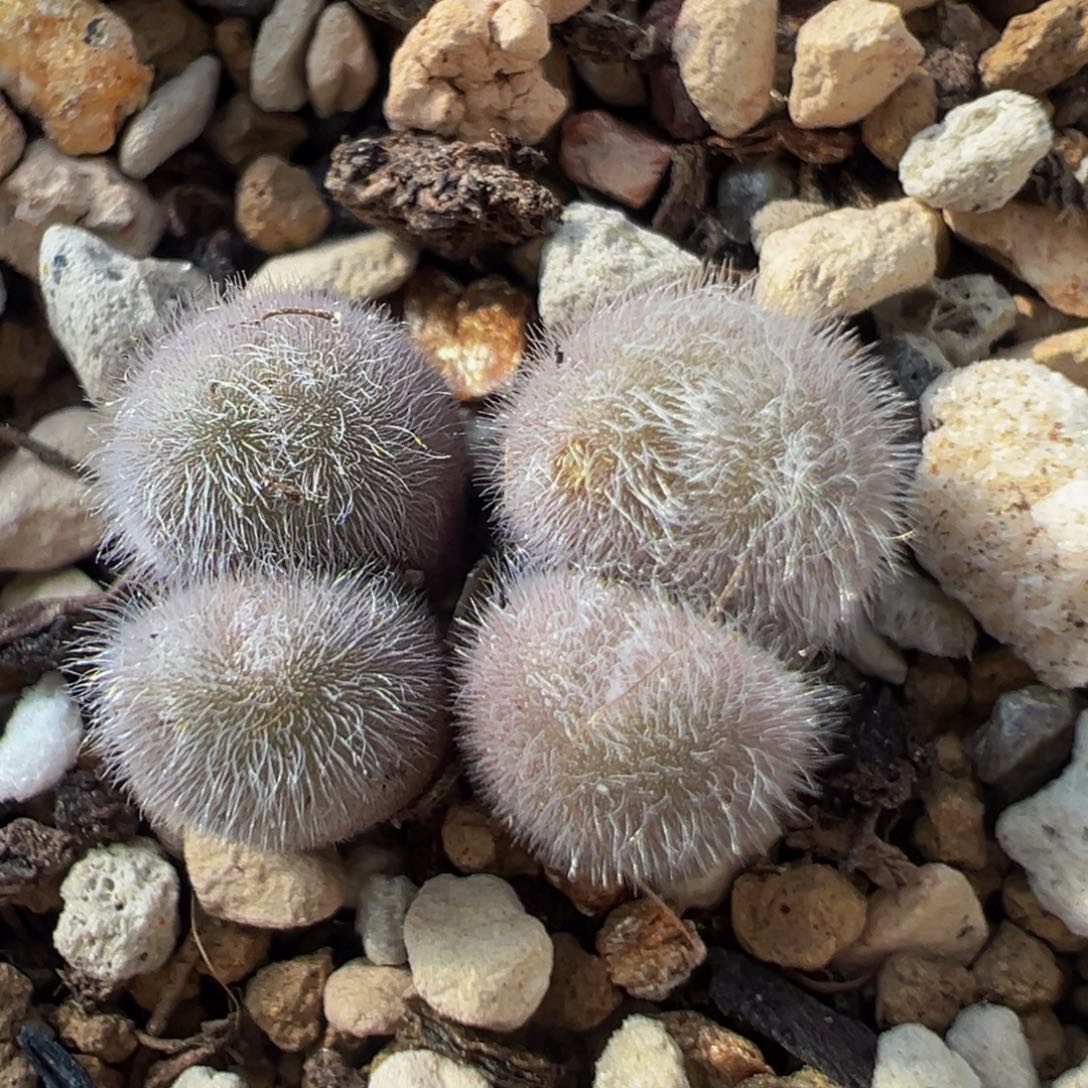 34多肉植物百科毛球