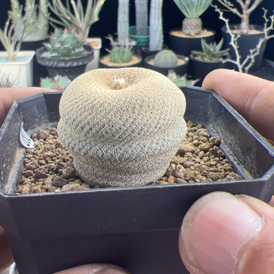 小人帽3.5一物一拍默认脱土发