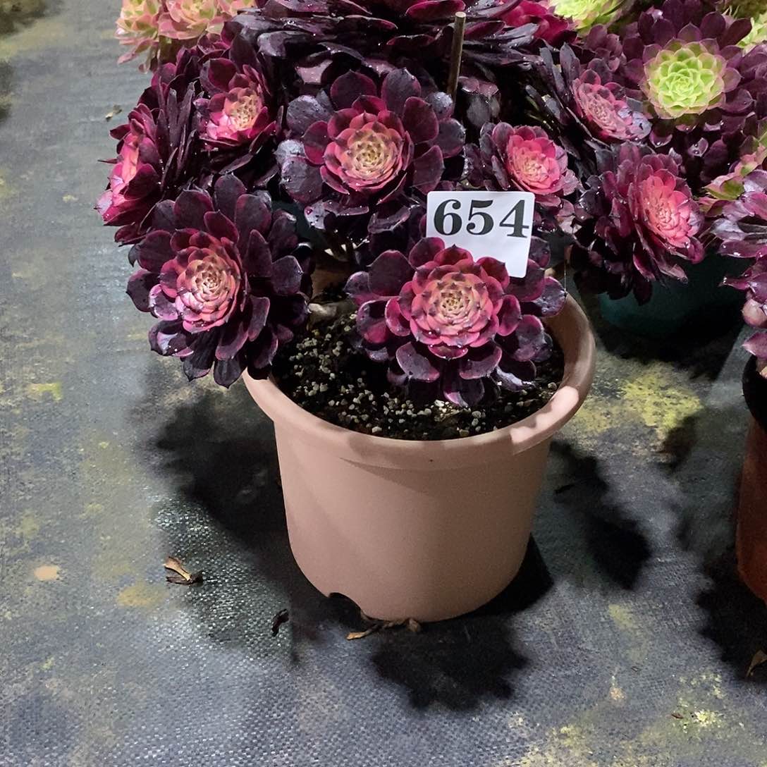 h****n烟花654多肉植物