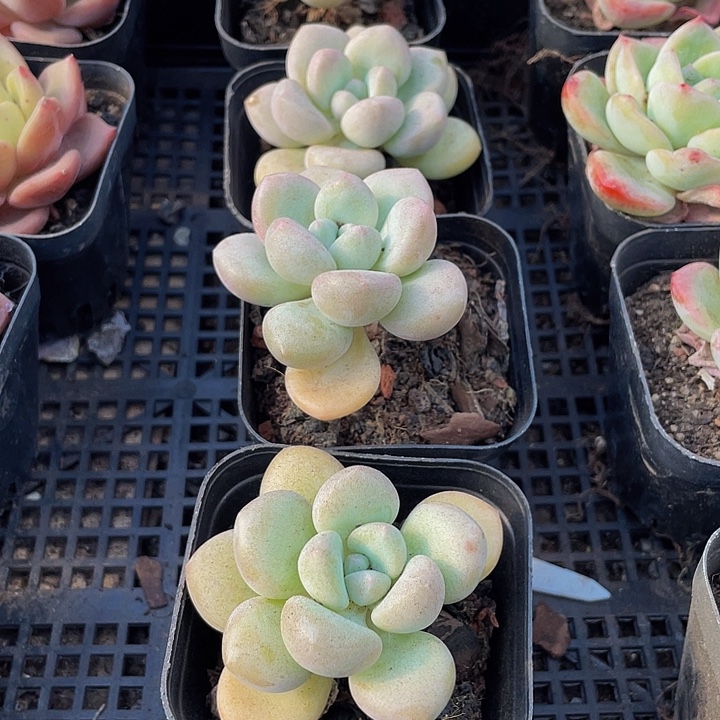 单头大泡泡糖带盆土发