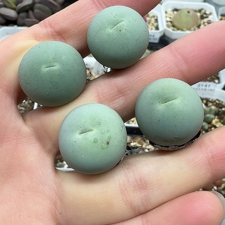 老马生石花2鸽子蛋2143