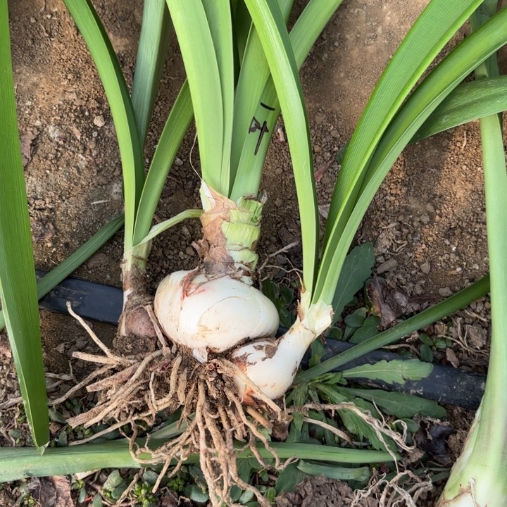 无花朵一叶扁舟包对版