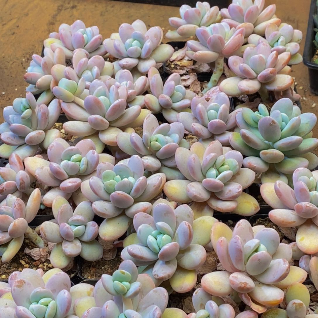 941多肉植物保护研究所