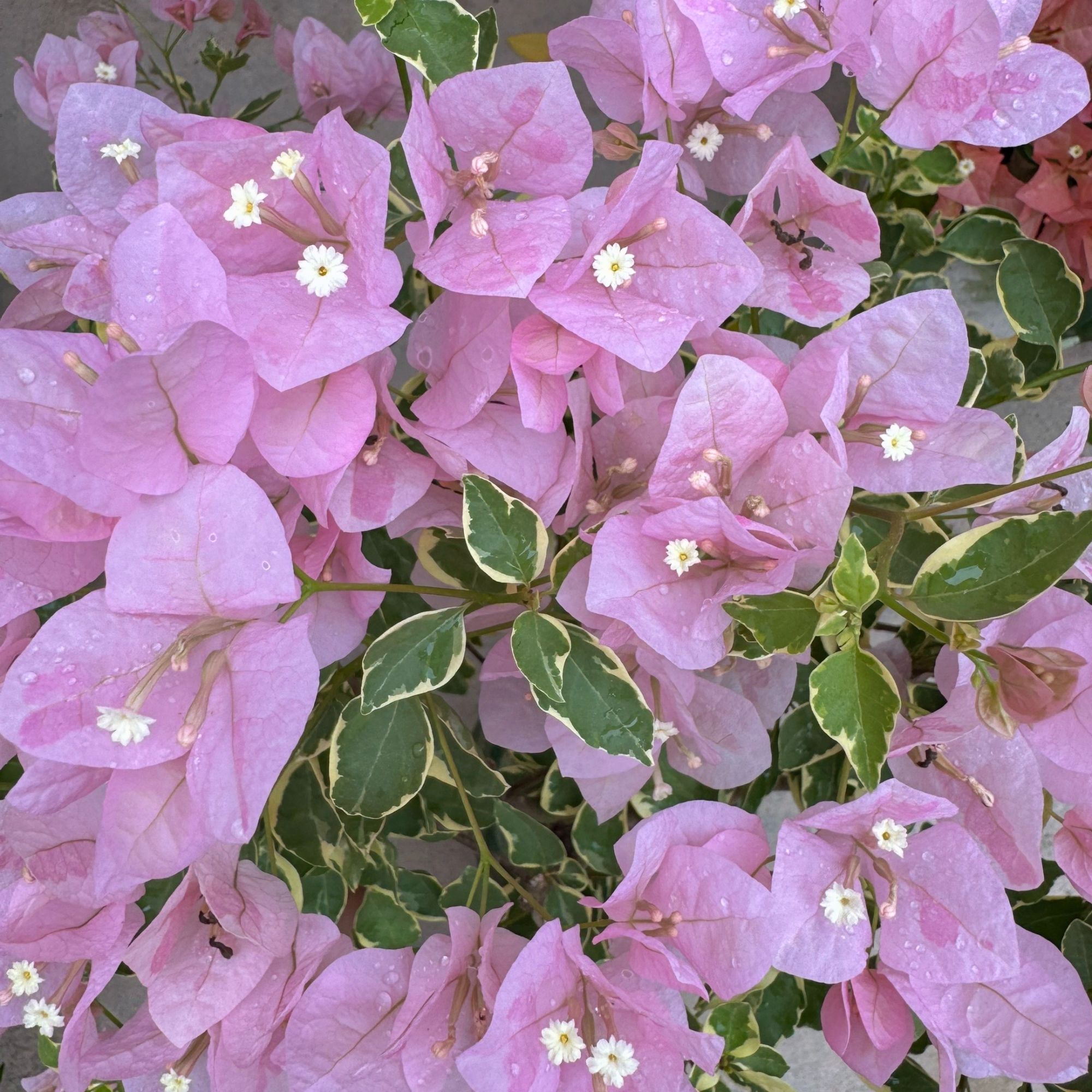蔓时光三角梅花卉