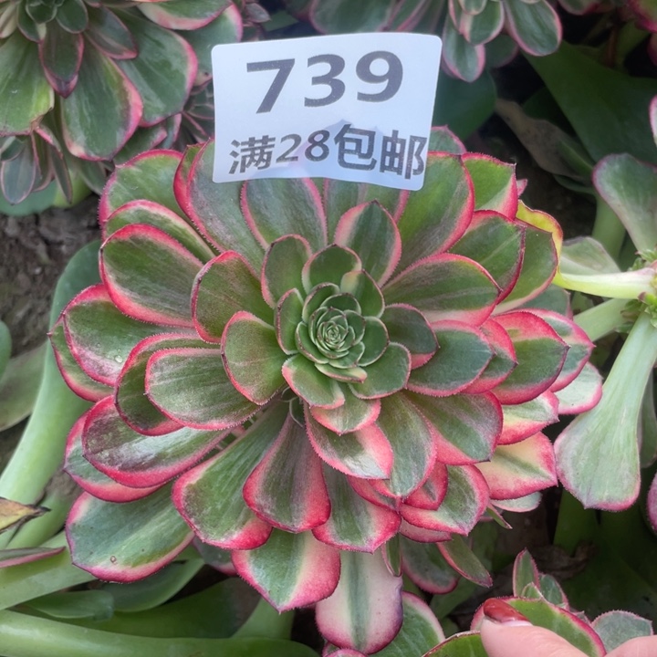 739三号棚嫁接多肉黑膜锦