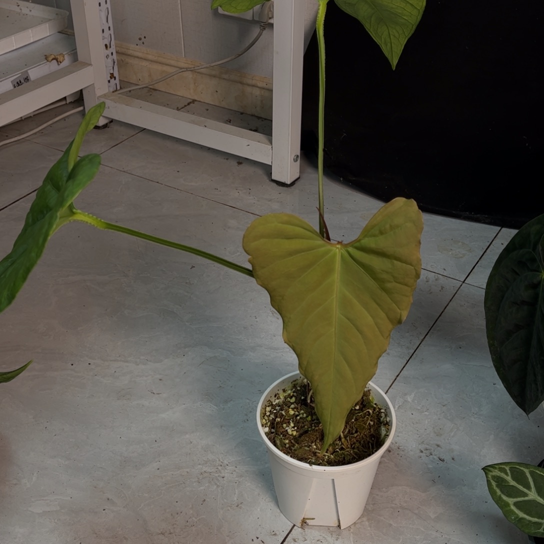 无花朵蝠鲼（双头0755）