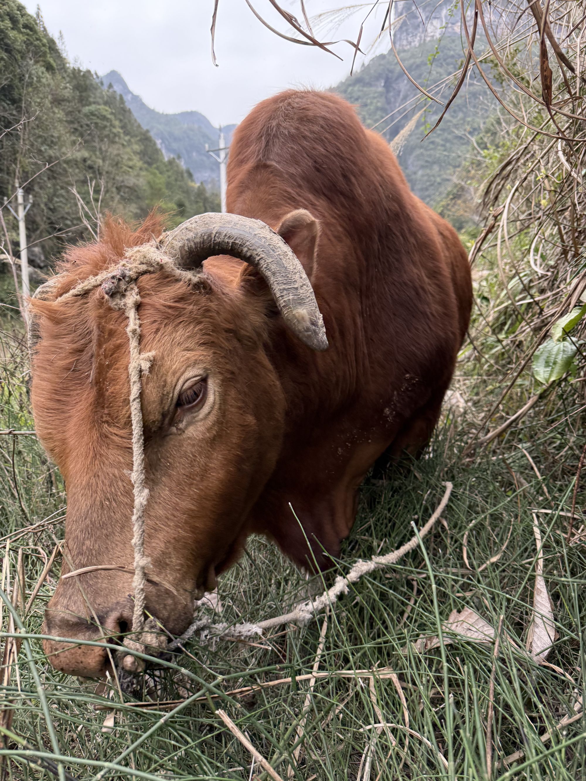 （现称链接）恩施农村散养土黄牛