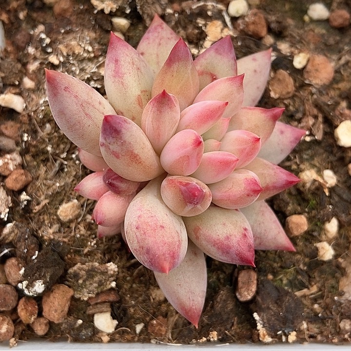 多肉植物虞美人1017