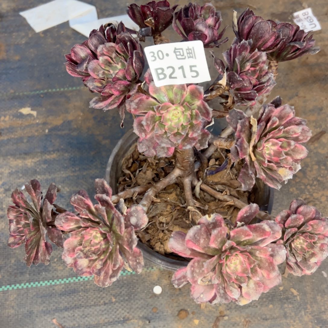 215红金刚多肉不包断枝