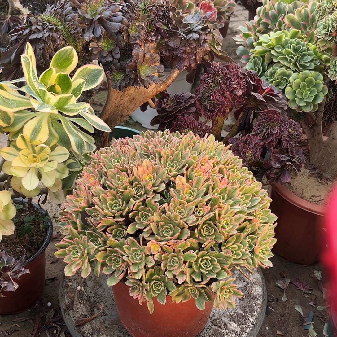 5甜茶法师多肉植物