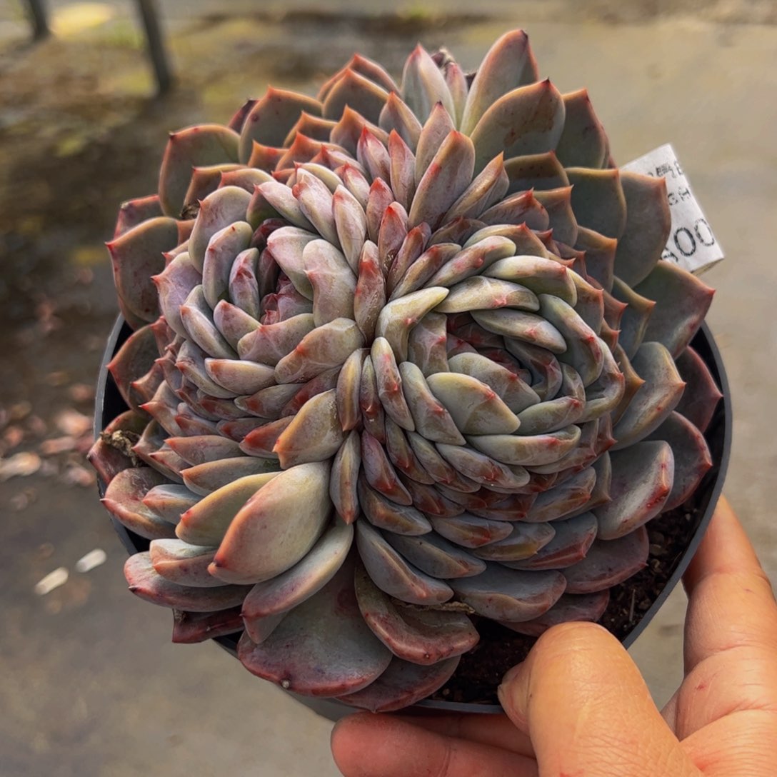 冰糖雪梨双头多肉